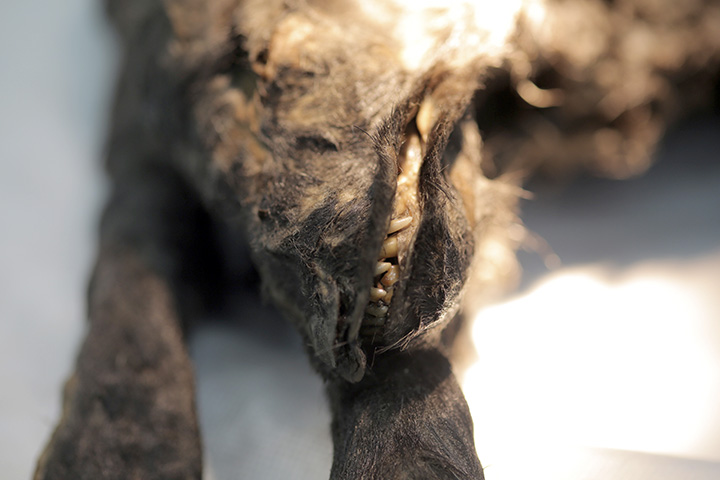 Amazingly preserved puppy with its whiskers, eyelashes, hair and velvety nose intact puzzle scientists 