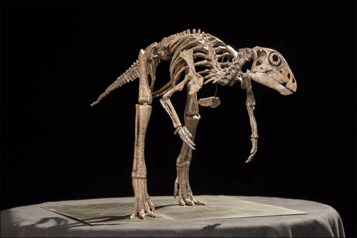 Kulindadromeus skeleton 