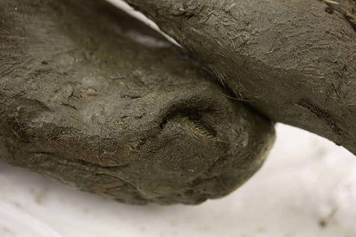 Unique in palaeontology: Liquid blood found inside a prehistoric 42,000 year old foal