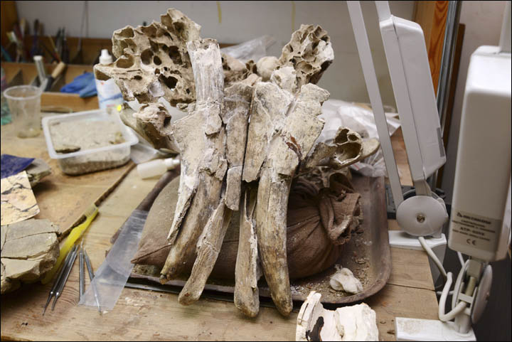 Mammoths bone decease