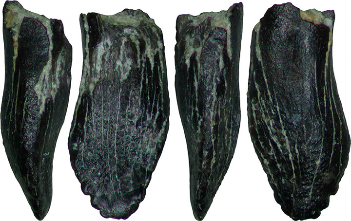 Tooth of juvenile sauropod