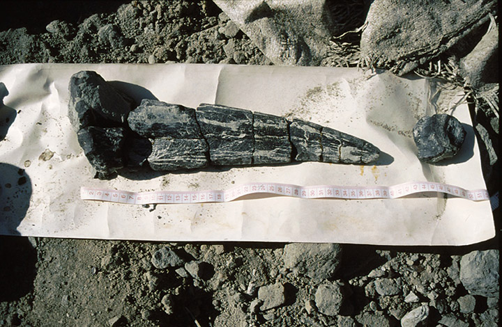 Stegosaurus bones found at Teete