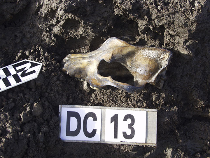 Dog's skull found on Zhokhov Island