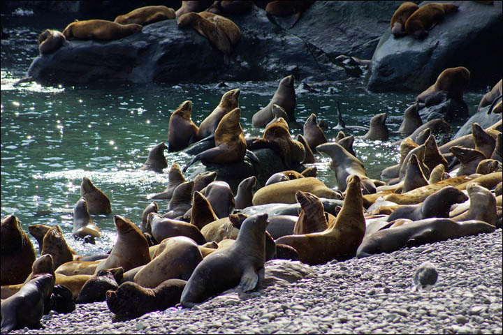 Sea lions in Magadan reserve