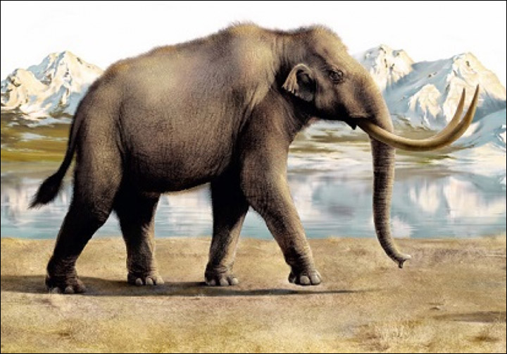 Steppe mammoth