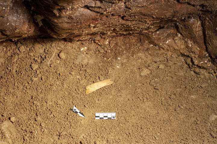 50,000 year old tiara made of woolly mammoth ivory found in world famous Denisova Cave