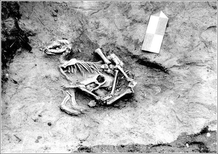 ancient dogs burials Siberia