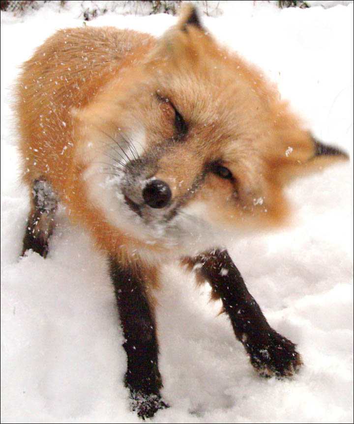 tamed foxes, Siberia