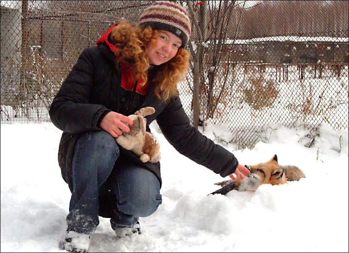 tamed foxes, Siberia