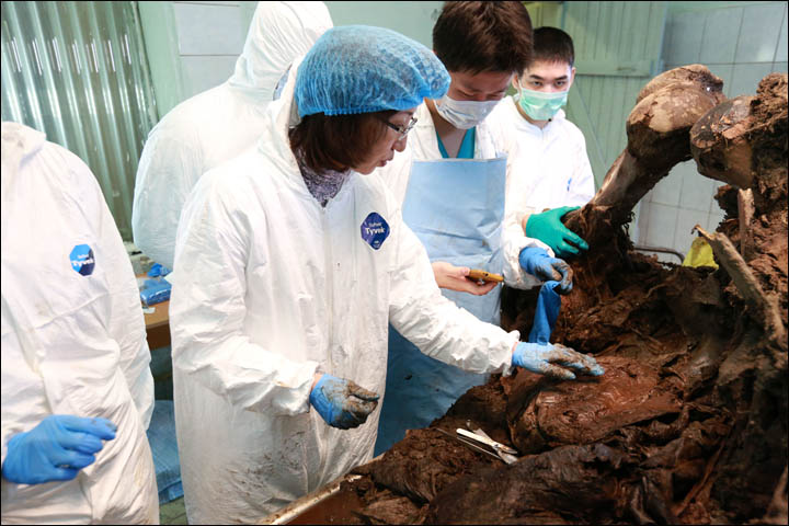 inside woman scientists left from carcass.jpg (720×480)