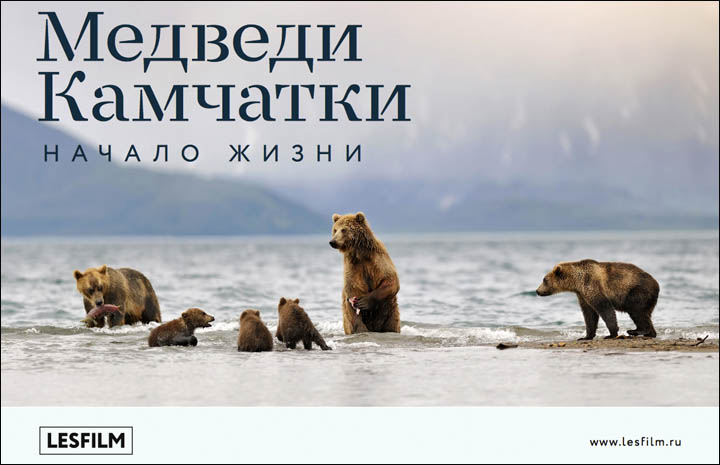 Bears on Kamchatka