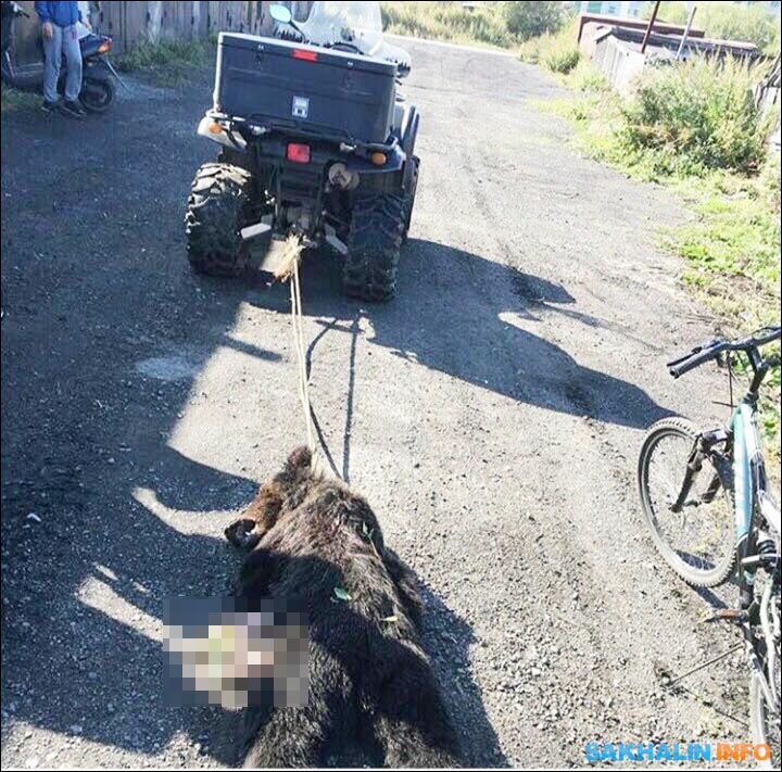 Brown bear killed