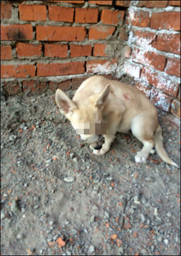 Vile images of tortured pets, with allegations two young women responsible