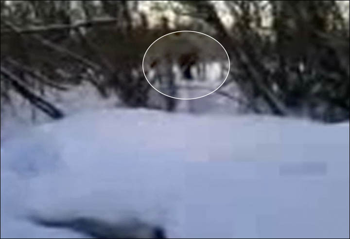 Yeti sightings Siberia