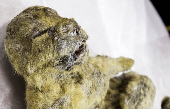 Schoolgirl Finds 41,000-Year-Old Mummified Lemming in Permafrost