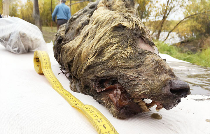 Schoolgirl finds the world's oldest lemming preserved in permafrost and  dating back 41,000 years