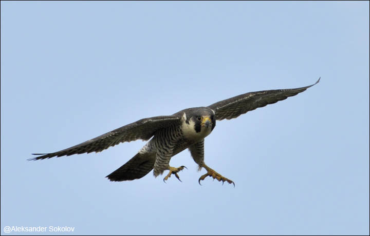 New Study Of Falcons In Arctic Finds Baby Boom On Way