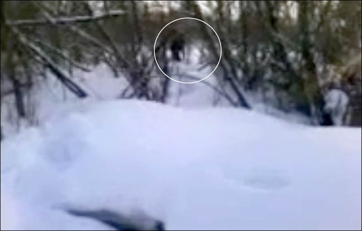 Is this the first sighting of a baby Yeti?