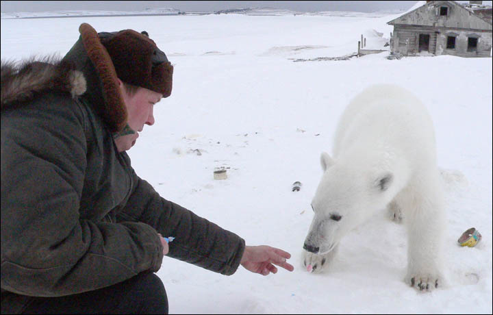 Might getting undressed in front of a hungry polar bear save your life?