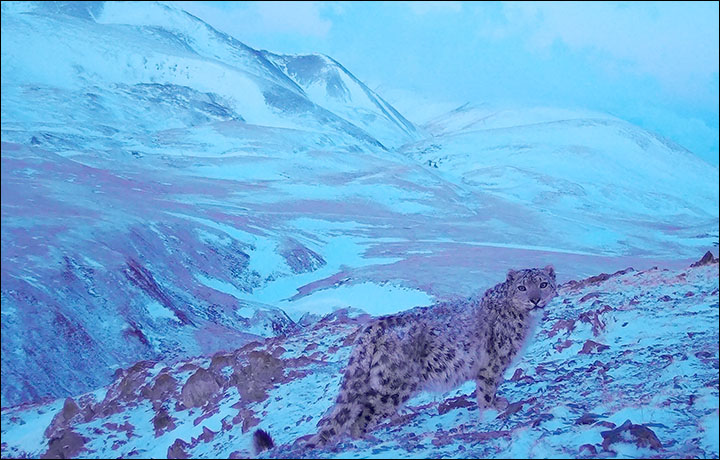 Opera browser snow leopard