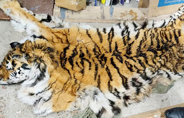 Tigers: The world's largest cats