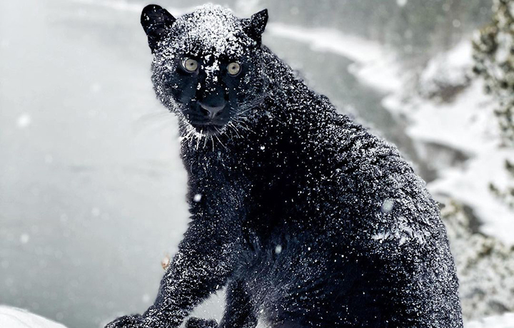 Stunning visuals of a black panther playing in the snowy woods of Siberia  shared by owner