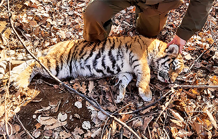 Tigers: The world's largest cats